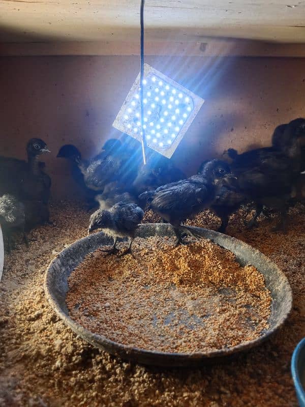 ayam cemani grey toung chick day old to 30 days 3