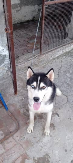 Siberian husky Dog