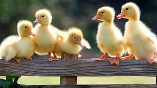 Duck baby Available hai