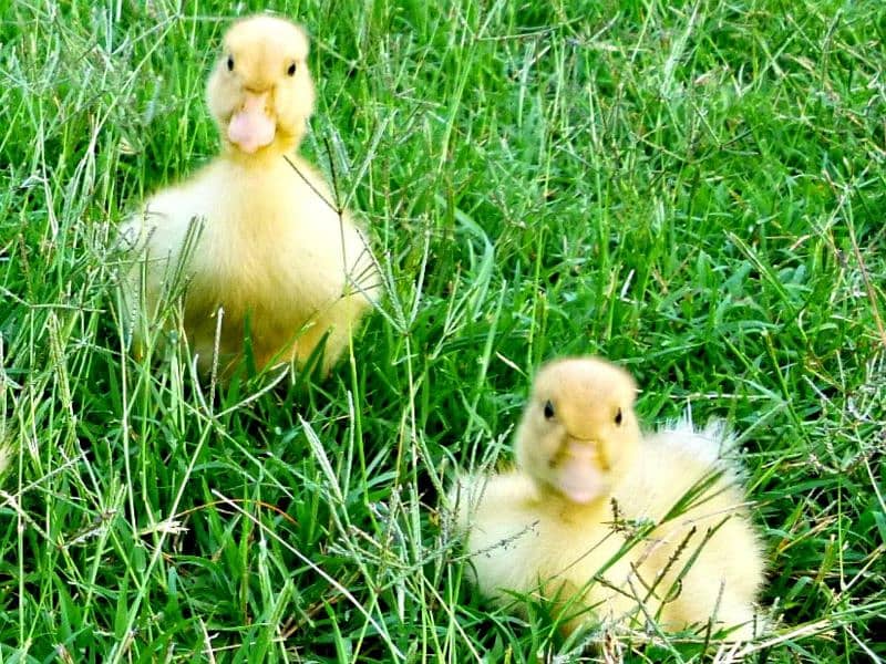 Duck baby Available hai 1