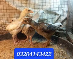 Pure Aseel chicks 03204143422