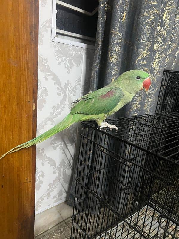 Tamed baby raw parrot 1