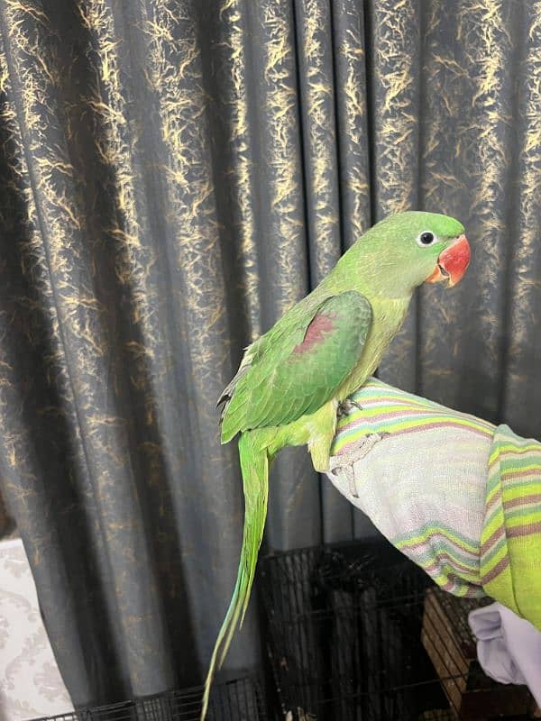 Tamed baby raw parrot 3