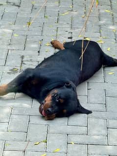 rottweiler female