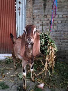 Desi Bakra For Sale