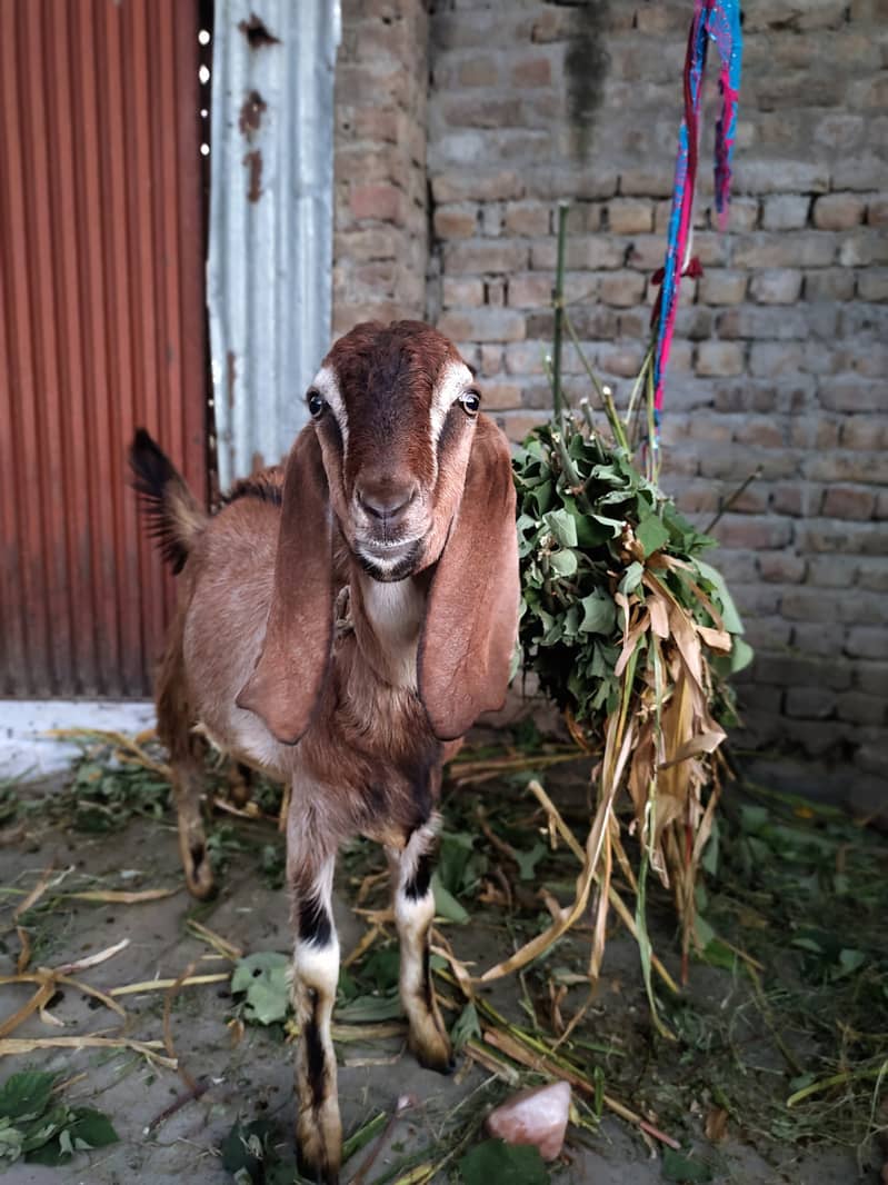 Desi Bakra For Sale 0