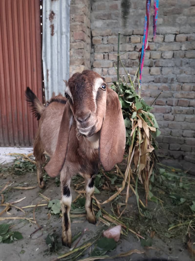 Desi Bakra For Sale 1