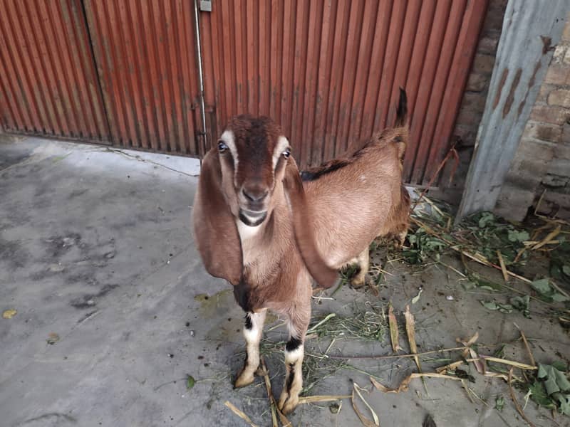 Desi Bakra For Sale 2