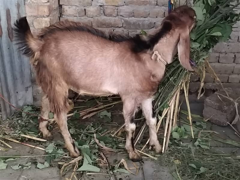 Desi Bakra For Sale 3