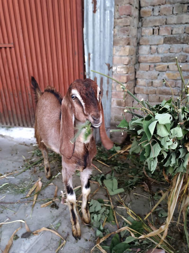 Desi Bakra For Sale 4