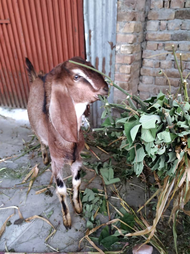 Desi Bakra For Sale 5