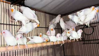 ALBINO RED EYE Ready To Breed Pair. ALBINO SPLIT RED EYE Pair For Sale