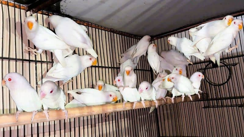 ALBINO RED EYE Breader Pair For Sale 0