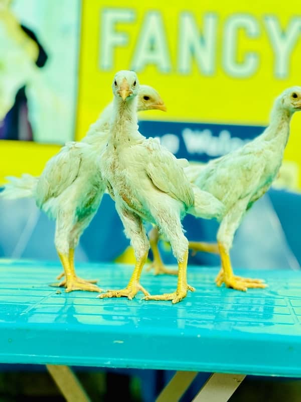 Shamo Chicks Available In Extreme Quality 8