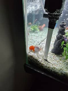 Red Cap and Black Oranda Gold fish