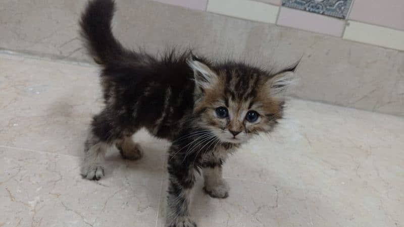 cute Persian baby 1