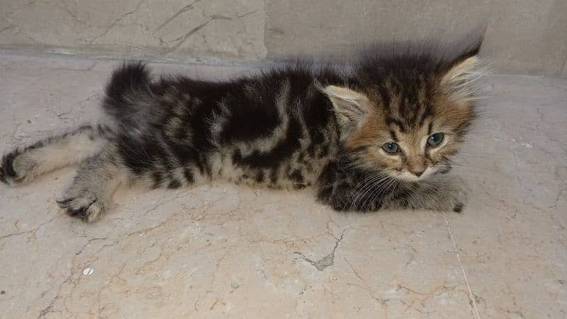 cute Persian baby 3