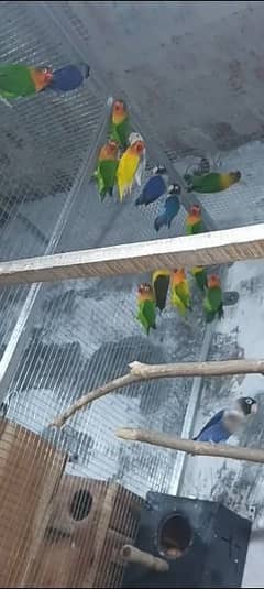 parrots