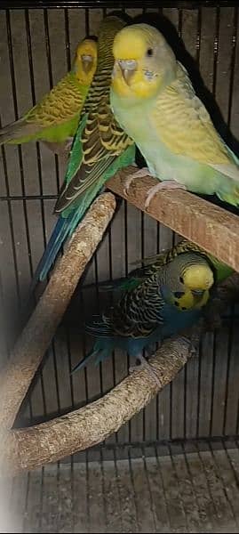 parrots 3