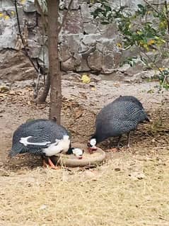 Gueana Fawl breeder pair