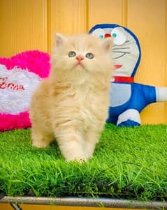 punch face triple coated high quality breed persian himalayan ragdoll