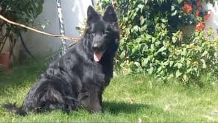 Black German shepherd double coat