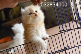 Pure pershion punch face  CFA peki bloodline triple coated kitten