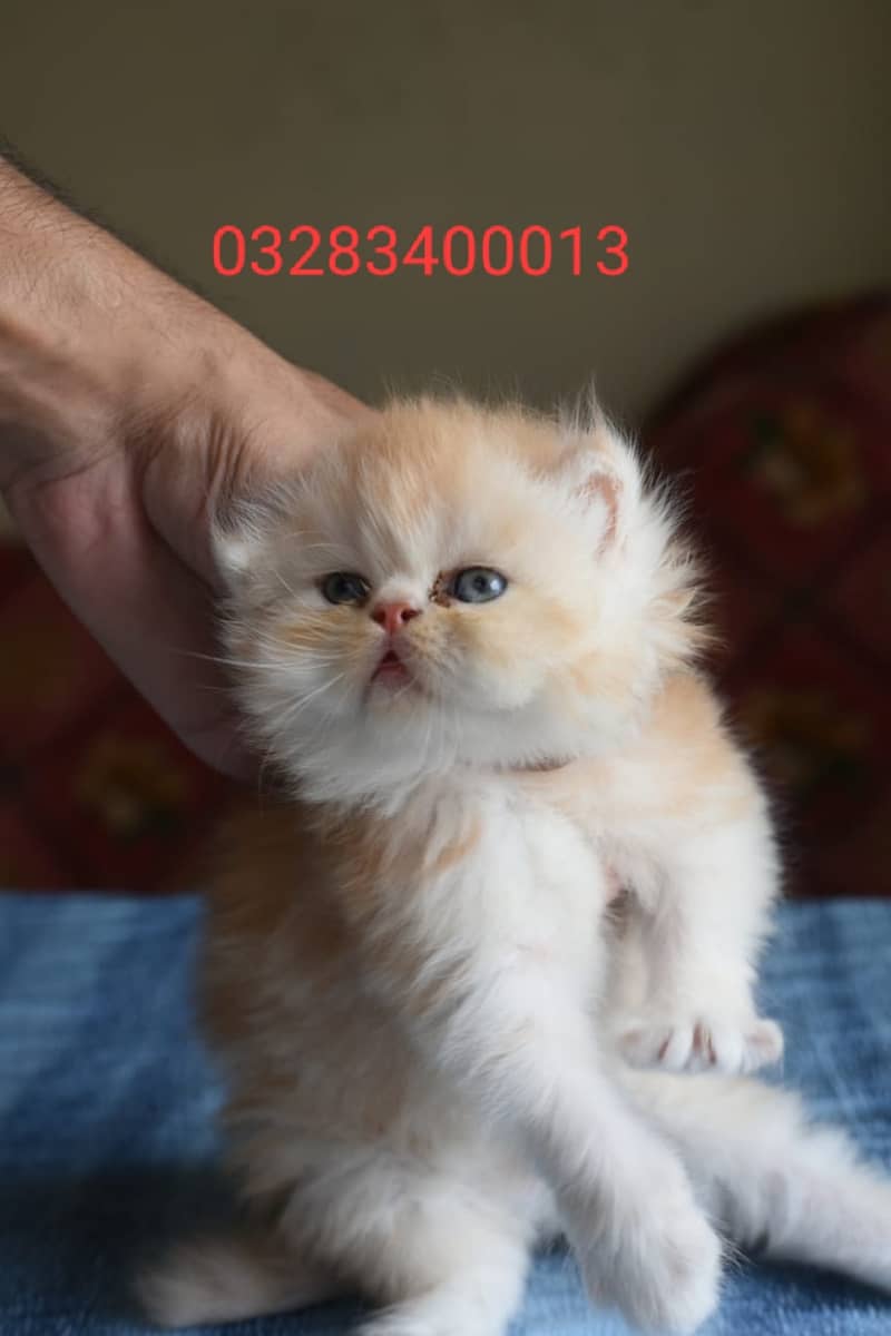 Pure pershion punch face  CFA peki bloodline triple coated kitten 19