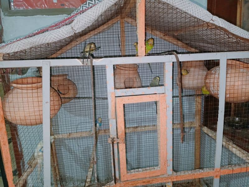 5 pairs parrot for sale 1