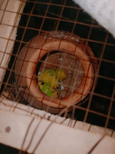 5 pairs parrot for sale 2