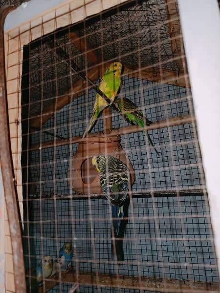 5 pairs parrot for sale 4