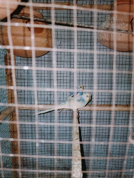 5 pairs parrot for sale 5