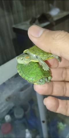 red ear slider