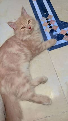 biscuit colour male cat