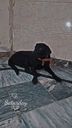 Labrador retriever puppy/lab female/ 0