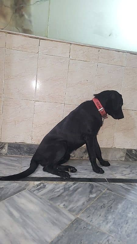 Labrador retriever puppy/lab female/ 1