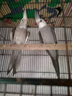 white face coctail breeder pair for sale