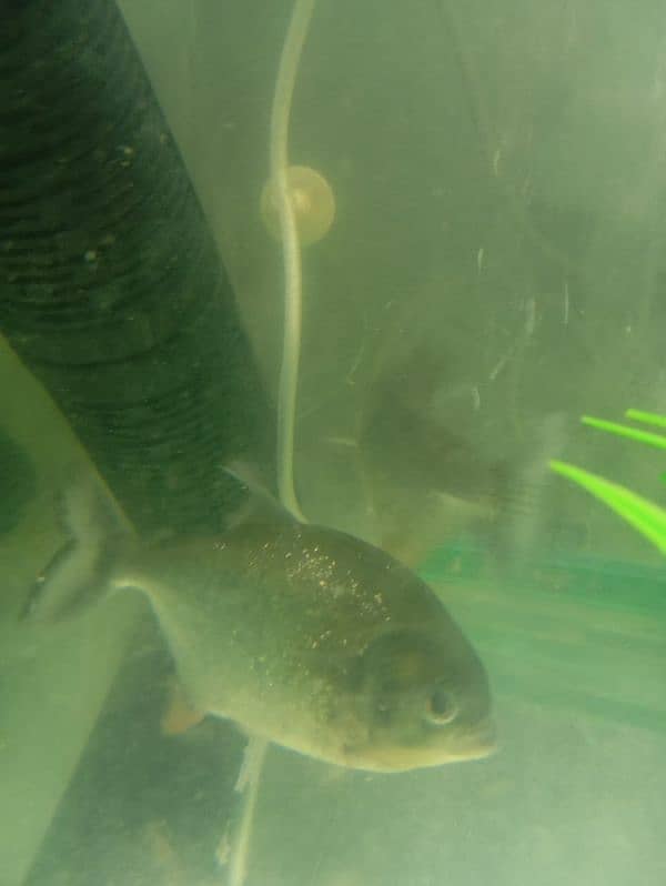 Pygocentrus fish 3