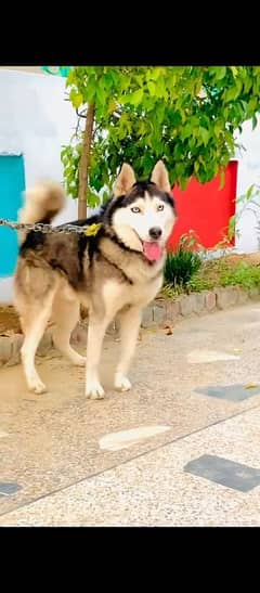 Top Breed triple coat Siberian Husky Full playing and healthy active