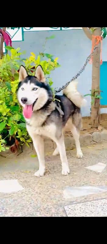 Top Breed triple coat Siberian Husky Full playing and healthy active 1