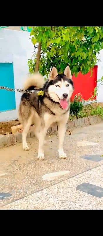 Top Breed triple coat Siberian Husky Full playing and healthy active 2