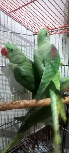 Alexandrine parrots (raw parrots) 0