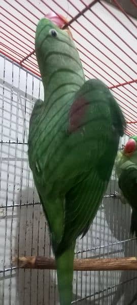 Alexandrine parrots (raw parrots) 1