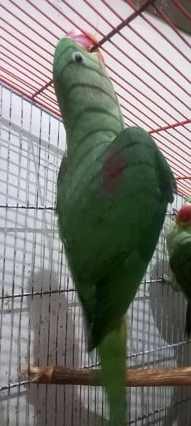 Alexandrine parrots (raw parrots) 2