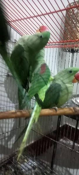 Alexandrine parrots (raw parrots) 3