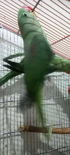 Alexandrine parrots (raw parrots) 4