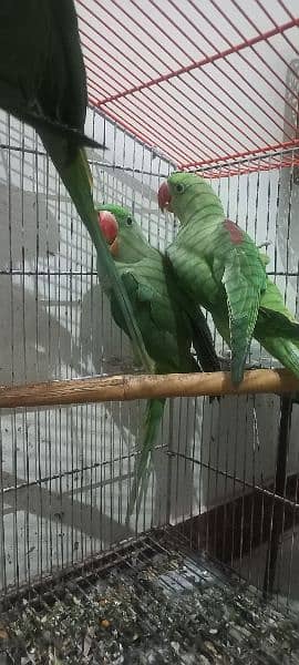 Alexandrine parrots (raw parrots) 5