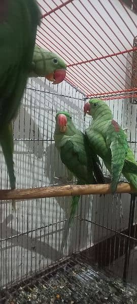 Alexandrine parrots (raw parrots) 6