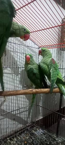 Alexandrine parrots (raw parrots) 7