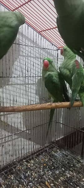 Alexandrine parrots (raw parrots) 8